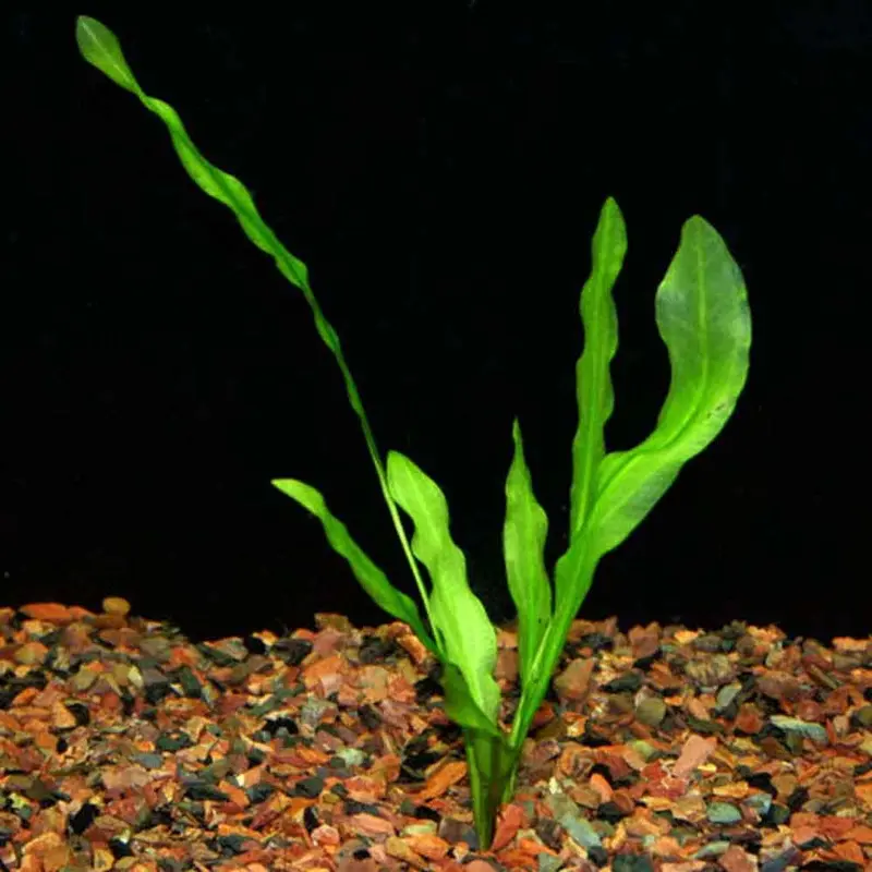 Ruffled Sword - Echinodorus martii - Small