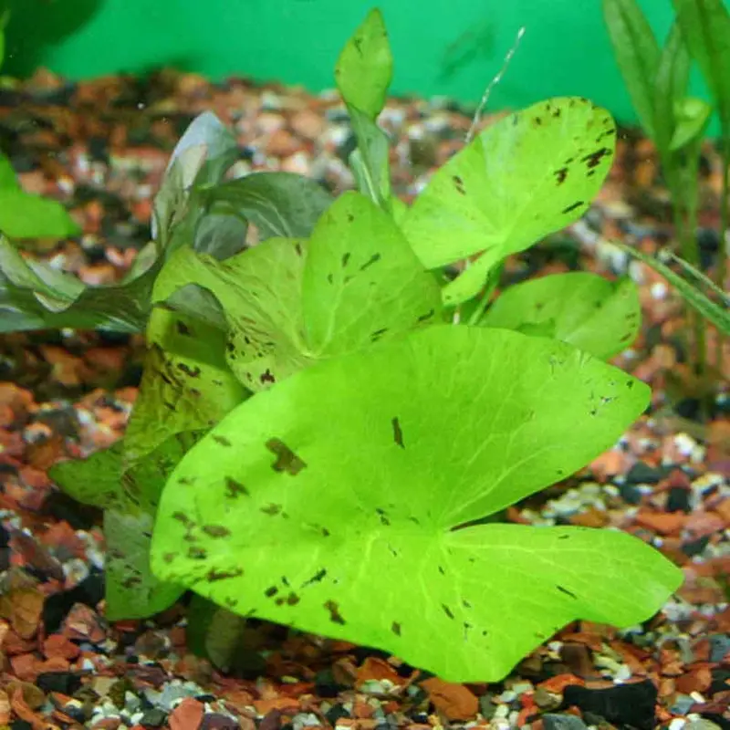 Tiger Lotus - Nymphaea lotus