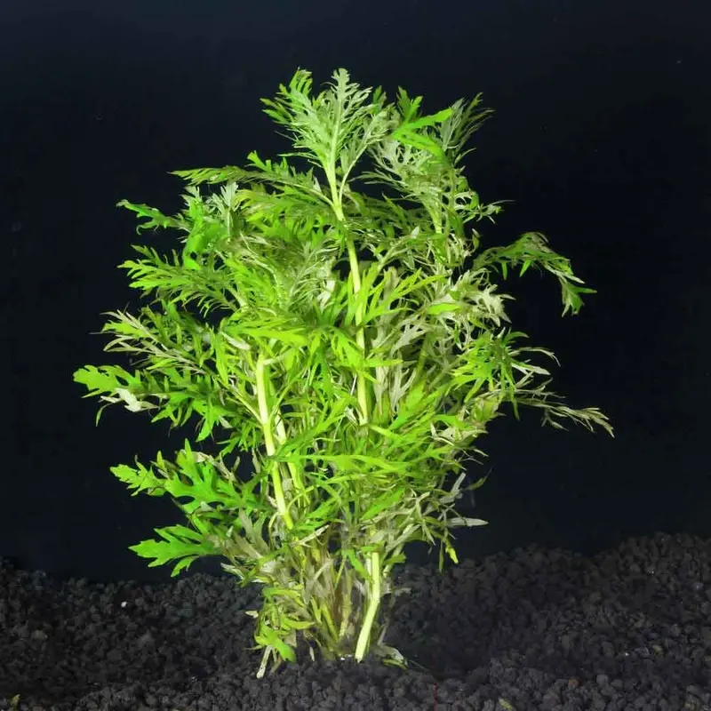 Water Wisteria - Hygrophila difformis
