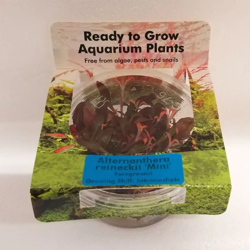 Alternanthera reineckii 'Mini' - Tissue Culture