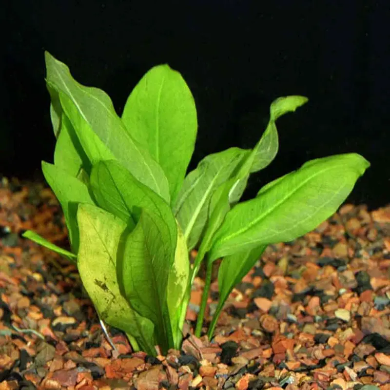 Amazon Sword - Echinodorus bleheri - XXL