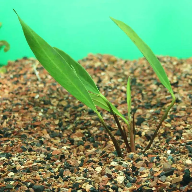 Anubias afzelii