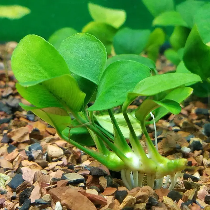 Anubias barteri var. 'nana' - Large