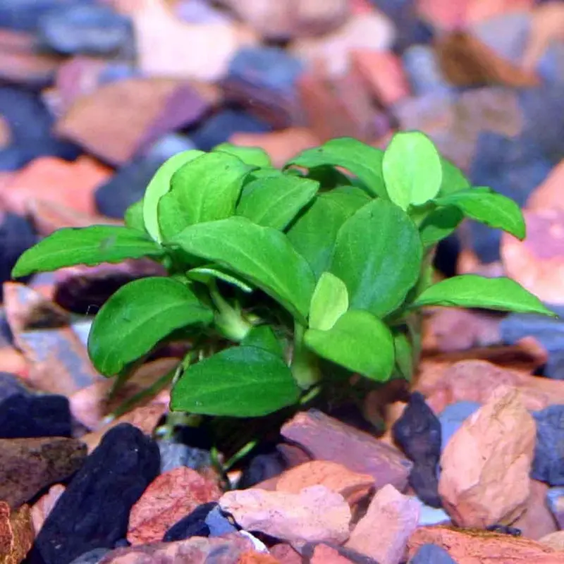 Anubias barteri var. nana 'petite'
