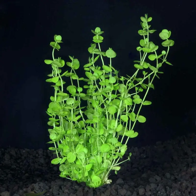 Baby Tears - Micranthemum umbrosum
