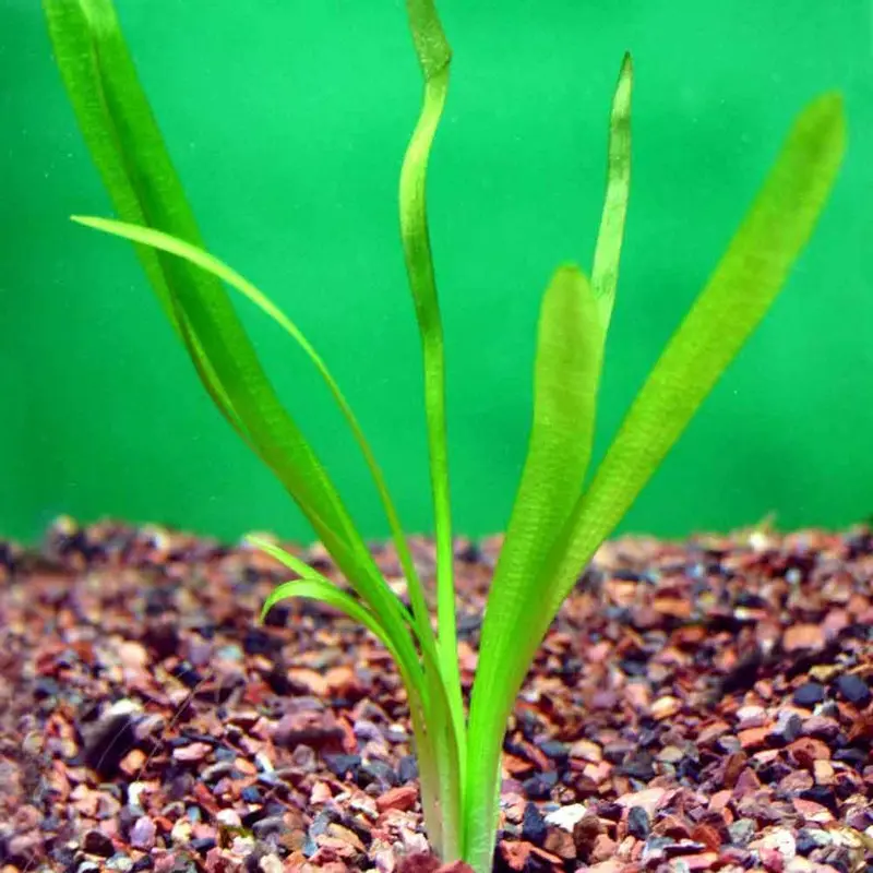 Broad Leaf Sagittaria - Sagittaria terra