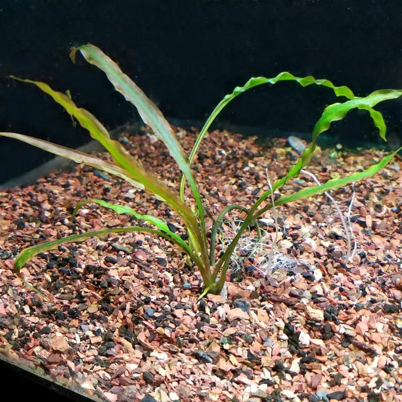 Cryptocoryne costata - Large