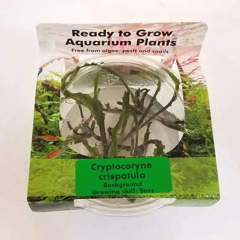 Cryptocoryne crispatula - Tissue Culture