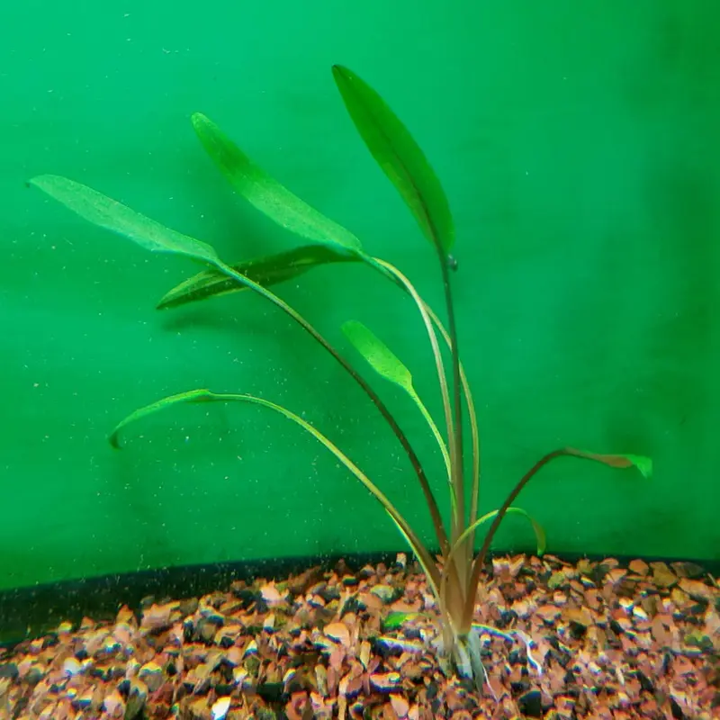Cryptocoryne lucens - Small