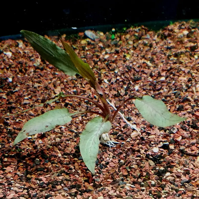 Cryptocoryne undulata