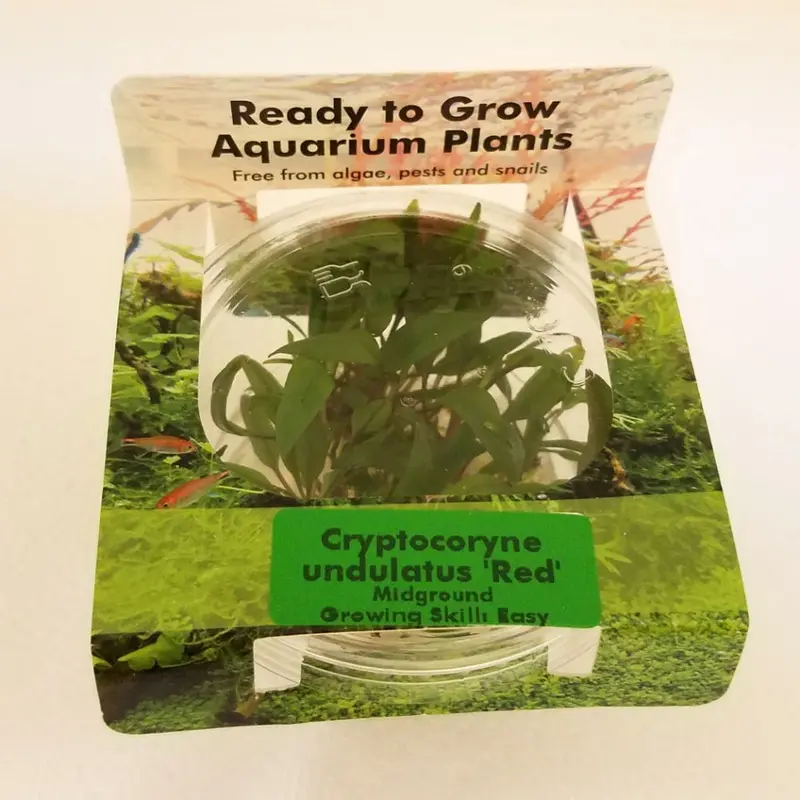 Cryptocoryne undulatus 'Red' - Tissue Culture