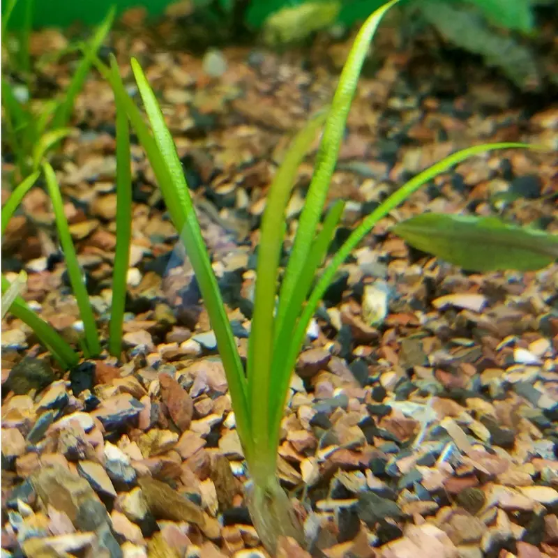 Dwarf Subulata - Sagittaria subulata