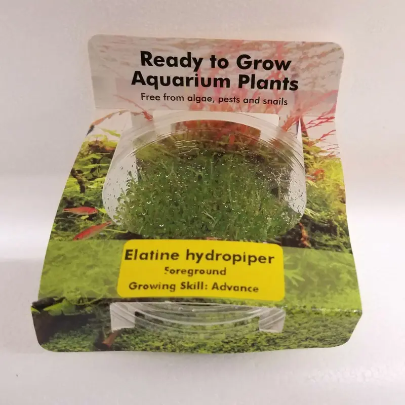 Elatine hydropiper - Tissue Culture
