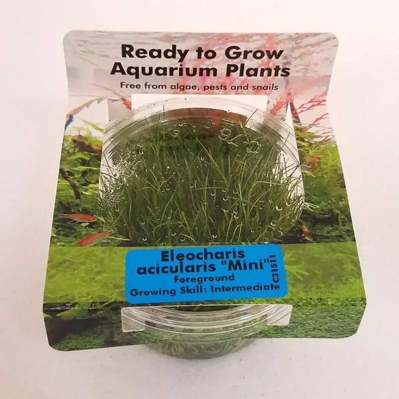 Eleocharis acicularis 'Mini' - Tissue Culture