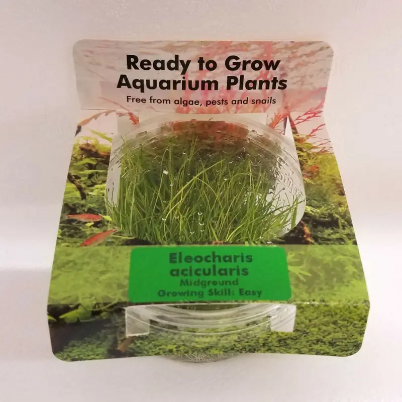 Eleocharis acicularis - Tissue Culture