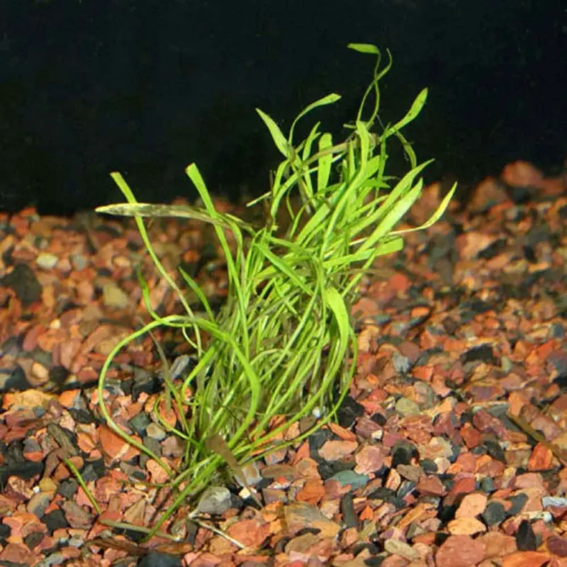 Giant Micro Sword - Lilaeopsis carolinensis