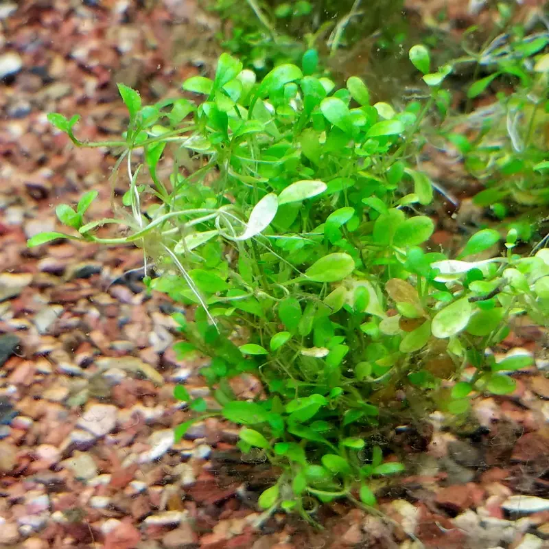 Glosso - Glossostigma elatinoides