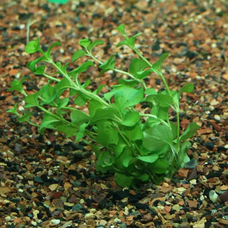 Green Lloydiella - Lysimachia nummularia