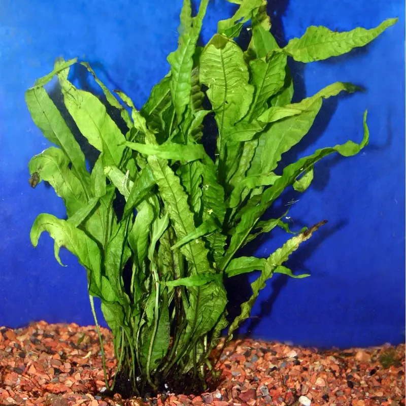 Java Fern - Microsorum pteropus -Mat L