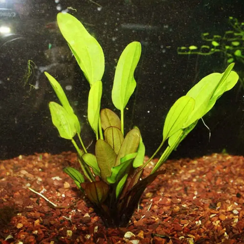 Kleiner Bar Sword - Echinodorus 'Kleiner Bar'