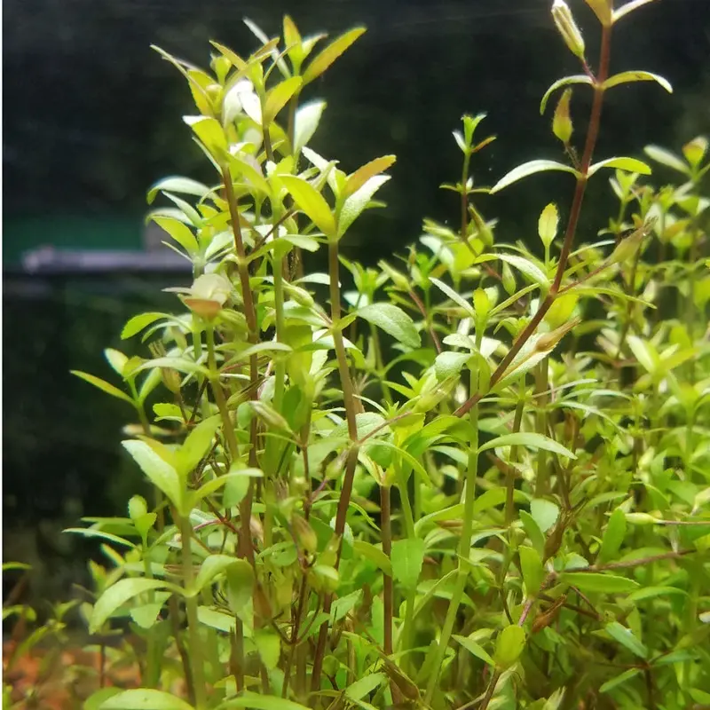 Limnophila aromatica