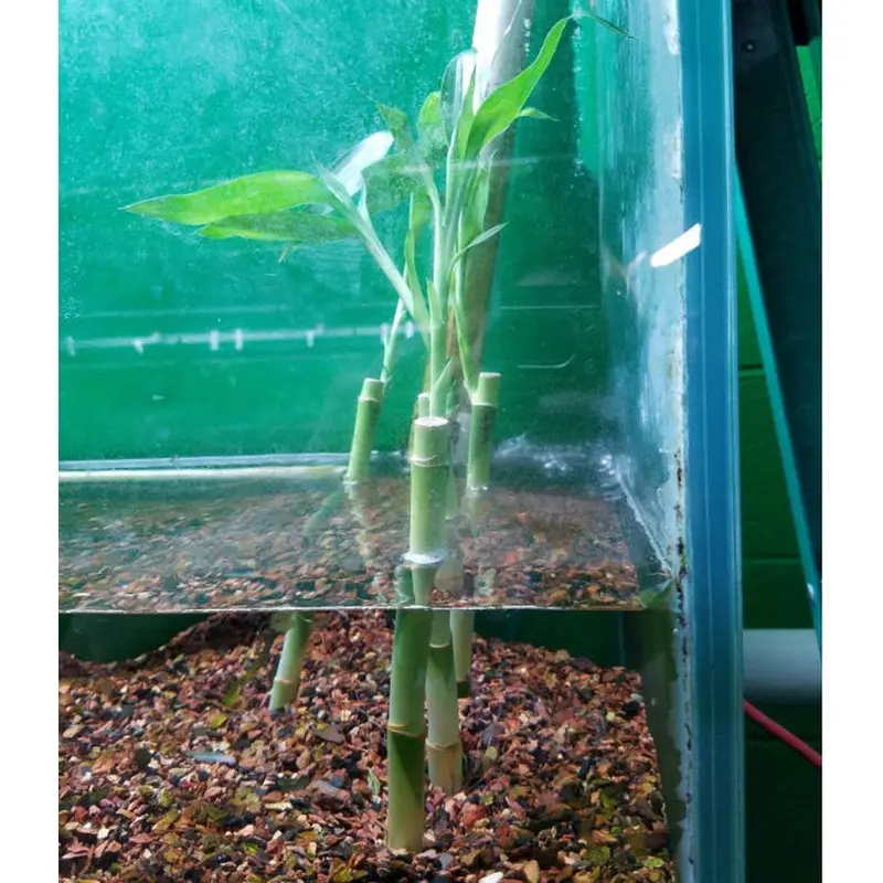 Lucky Bamboo - Dracaena sanderiana - Straight