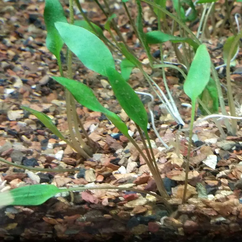 Lutea - Cryptocoryne walkeri var.