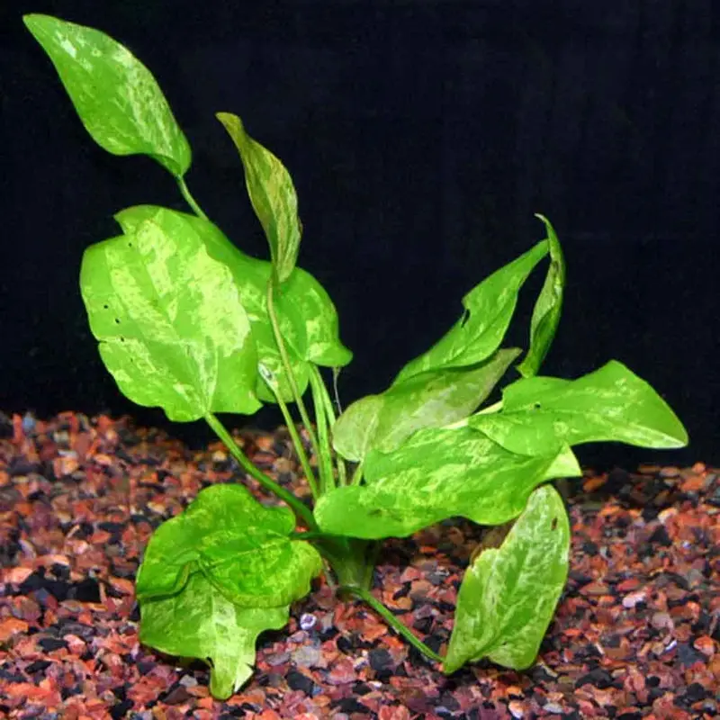 Marble Queen Radican Sword - Echinodorus cordifolius - Large