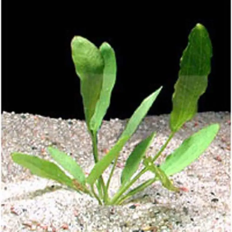 Melon Sword - Echinodorus osiris -