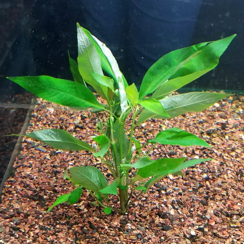 Narrow Leaf Giant Temple - Hygrophila corymbosa 'siamensis'