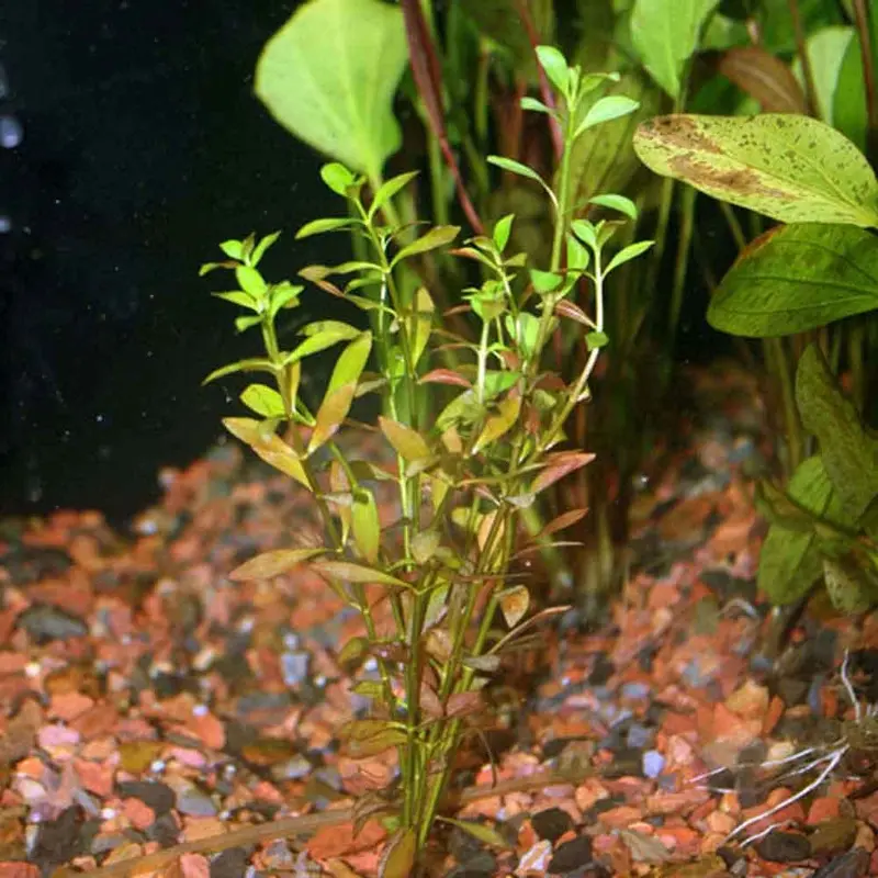 Narrowleaf Ludwigia - Ludwigia palustris
