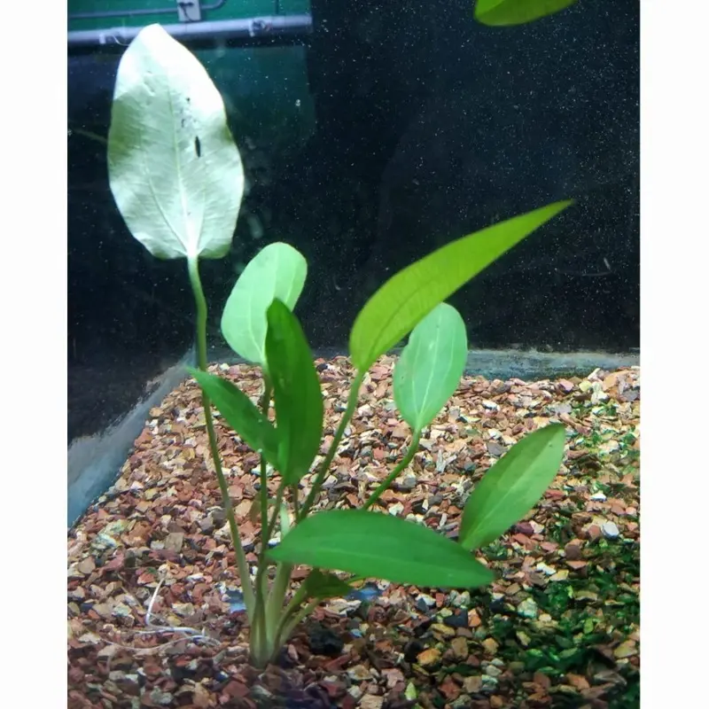 Oriental Sword - Echinodorus var. 'oriental' - Medium