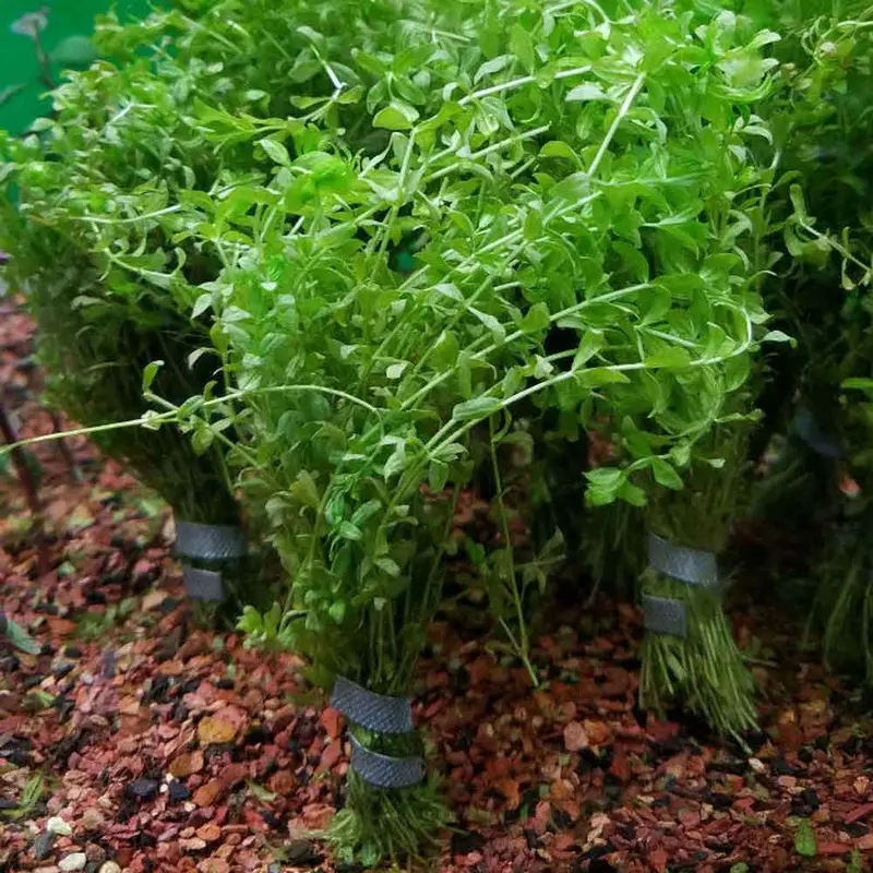 Pearl Weed - Hemianthus glomeratus - Cup Portion
