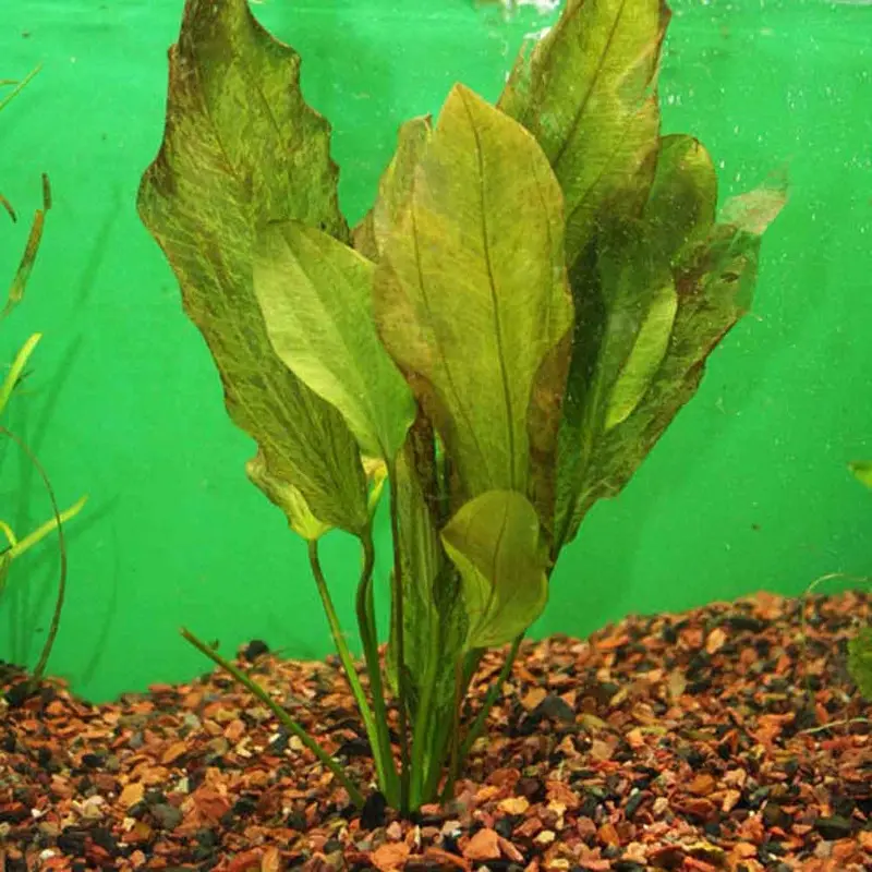 Red Flame Sword - Echinodorus sp.