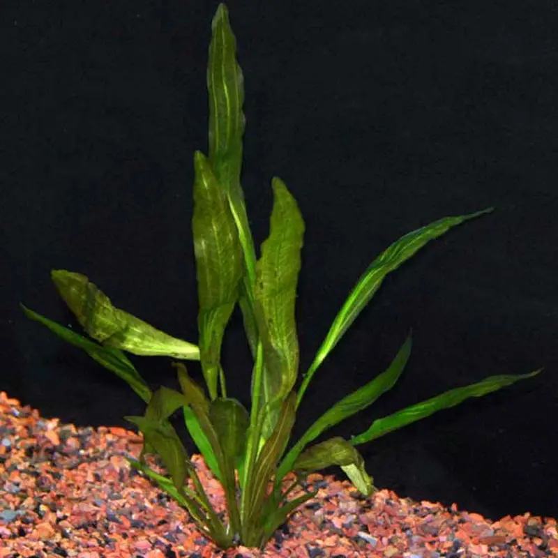 Red Rubin Sword - Echinodorus 'Rubin' - Large