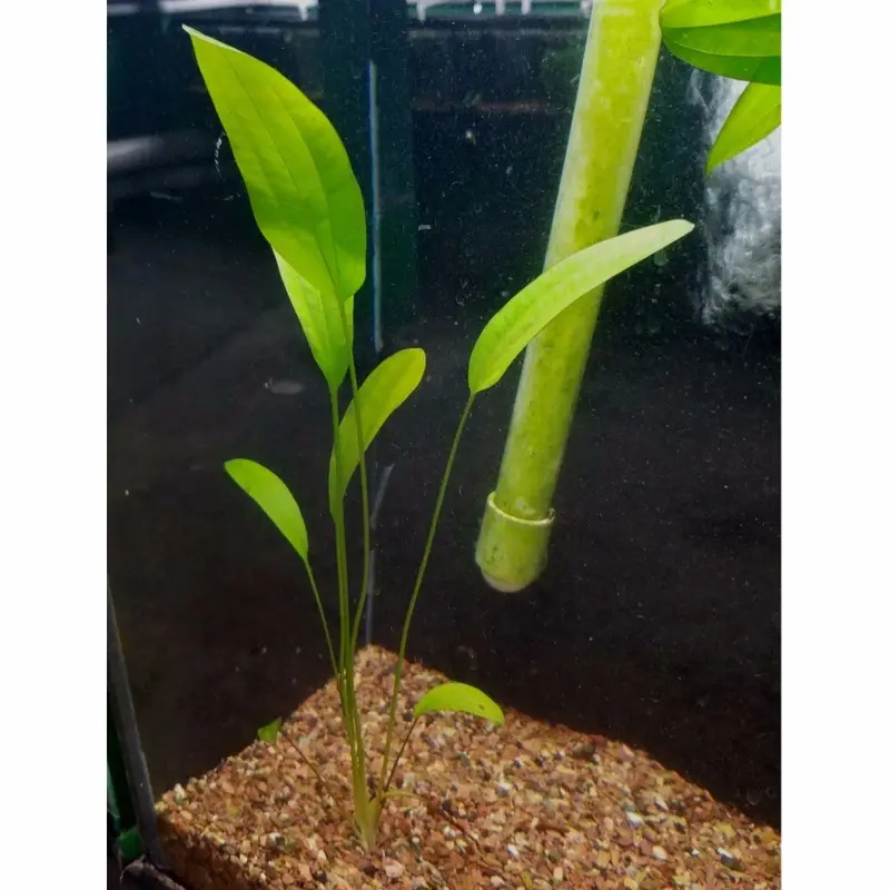 Rose Sword - Echinodorus 'rose' - Large