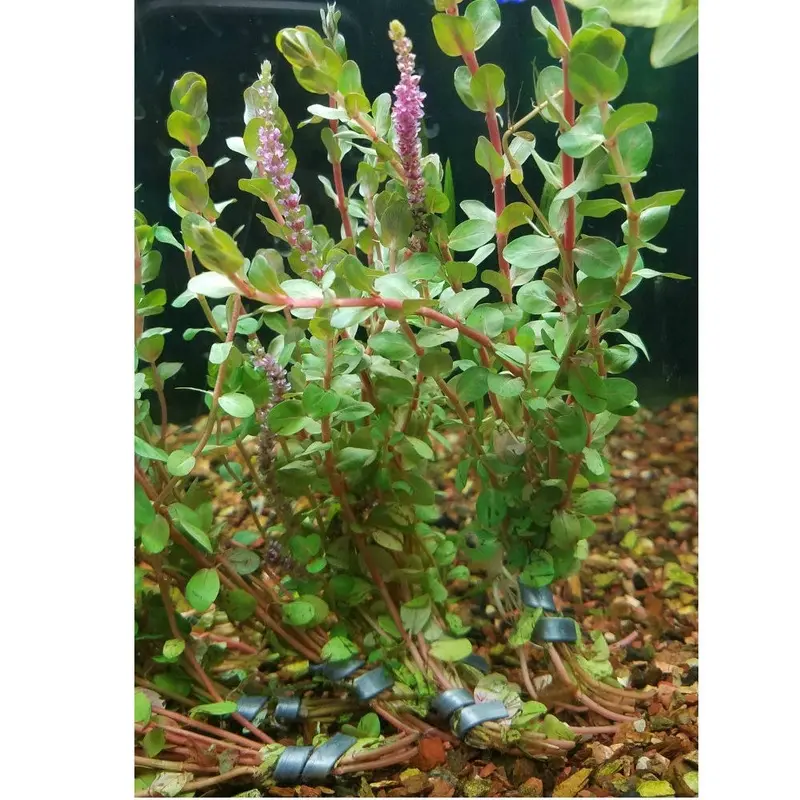 Rotala 'Vietnam H'ra'