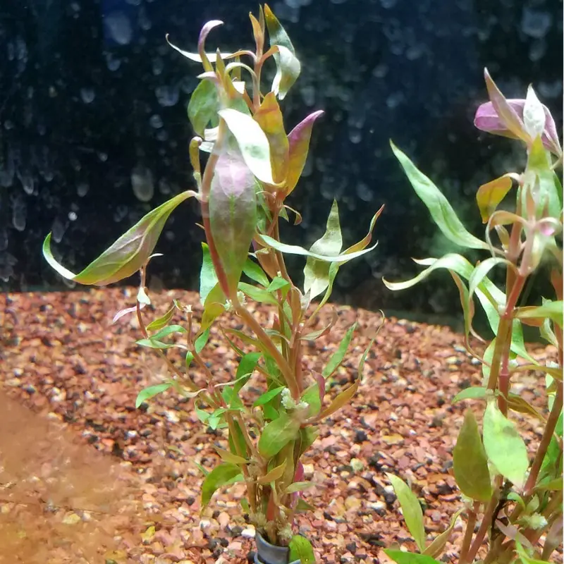 Scarlet Temple - Alternanthera reineckii