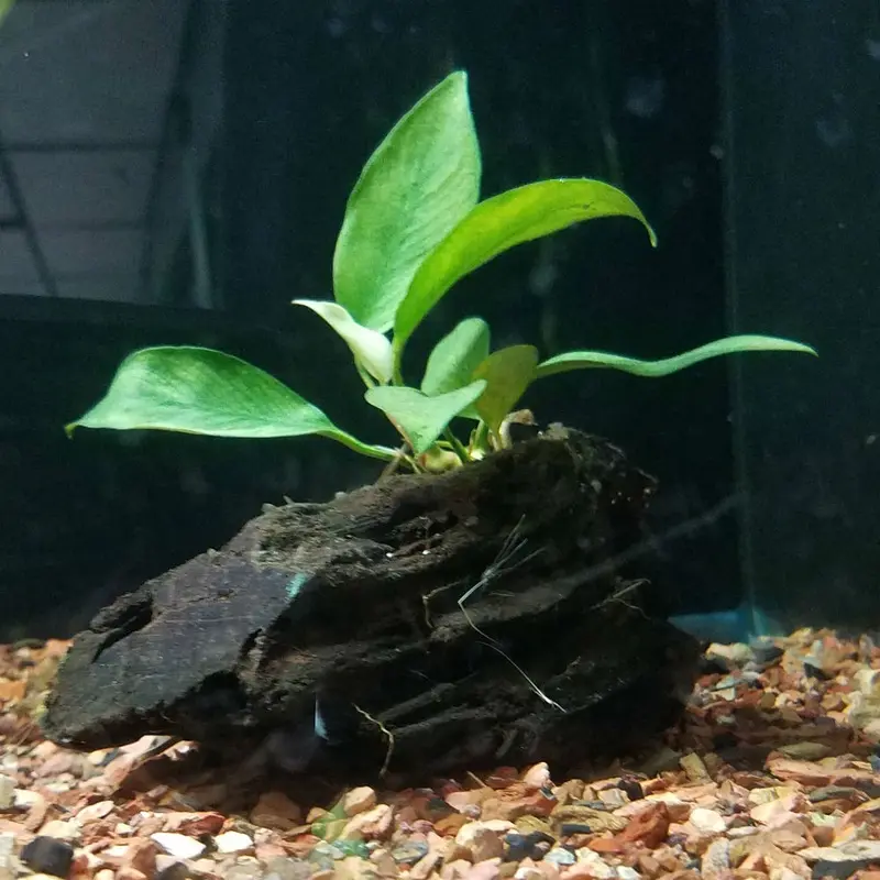 Anubias on Driftwood