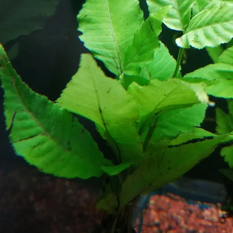 Asian Water Fern - Bolbitis  - MD