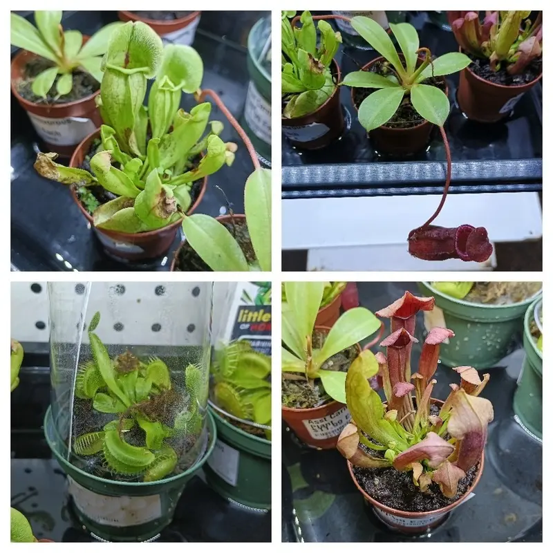 Assorted Carnivorous Plant