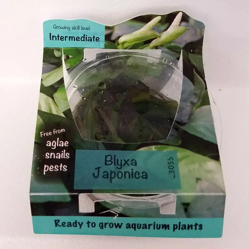 Blyxa japonica - Tissue Culture