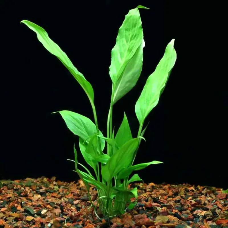 Brazilian Sword - Spathiphyllum tasson - Large