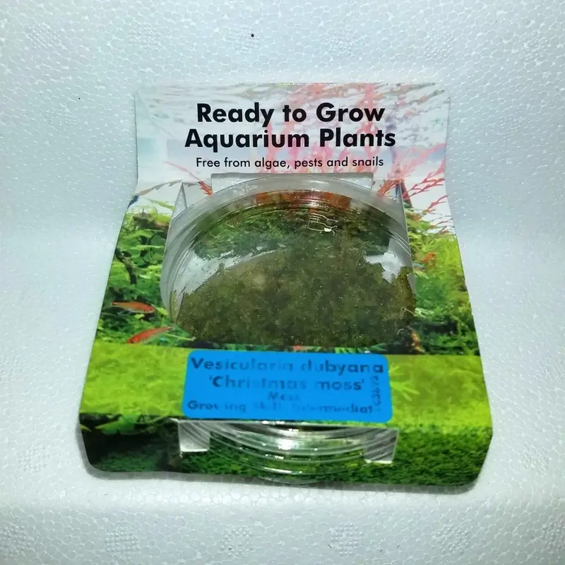 Christmas Moss - Vesicularia dubyana - Tissue Culture