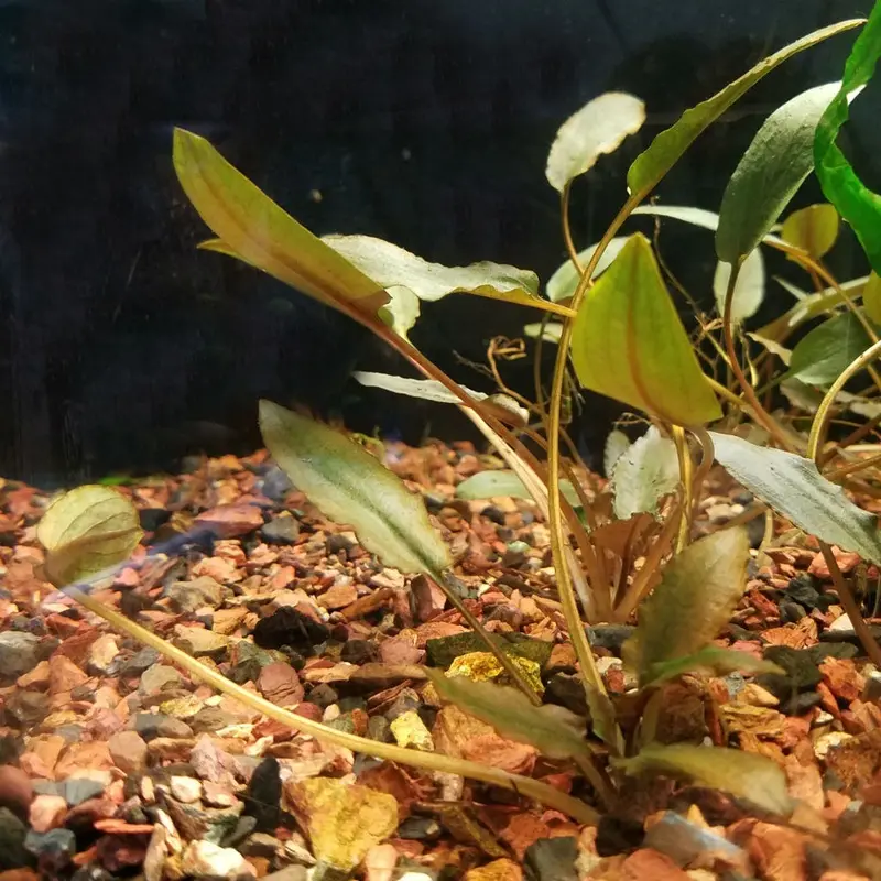 Cryptocoryne beckettii