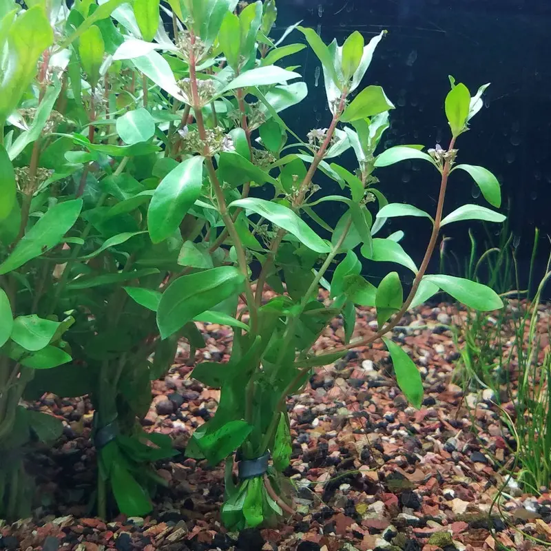 Delicate Ammannia - Ammannia gracilis