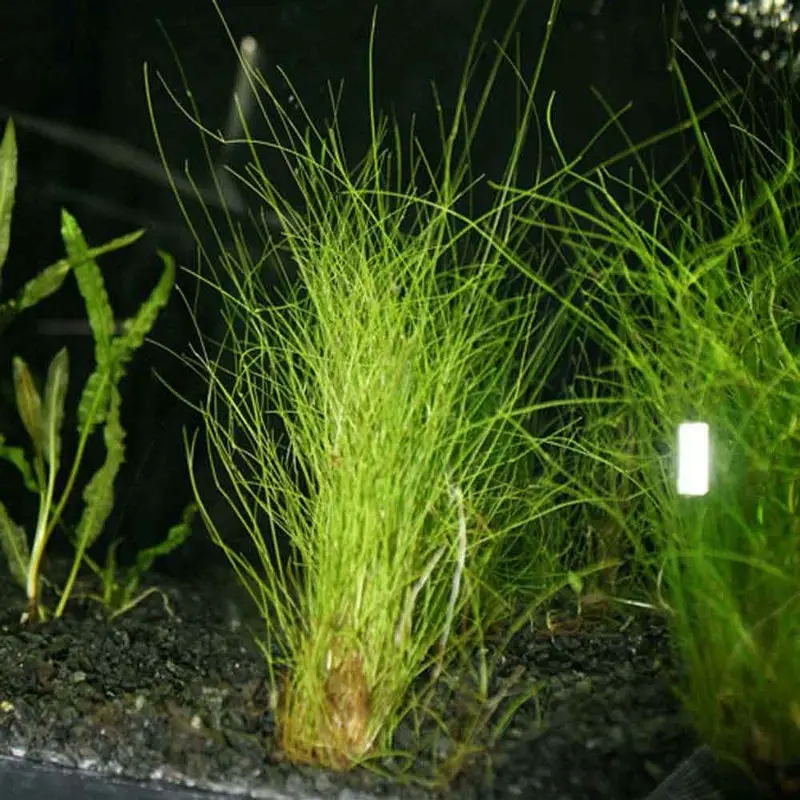 Dwarf Hairgrass - Eleocharis acicularis