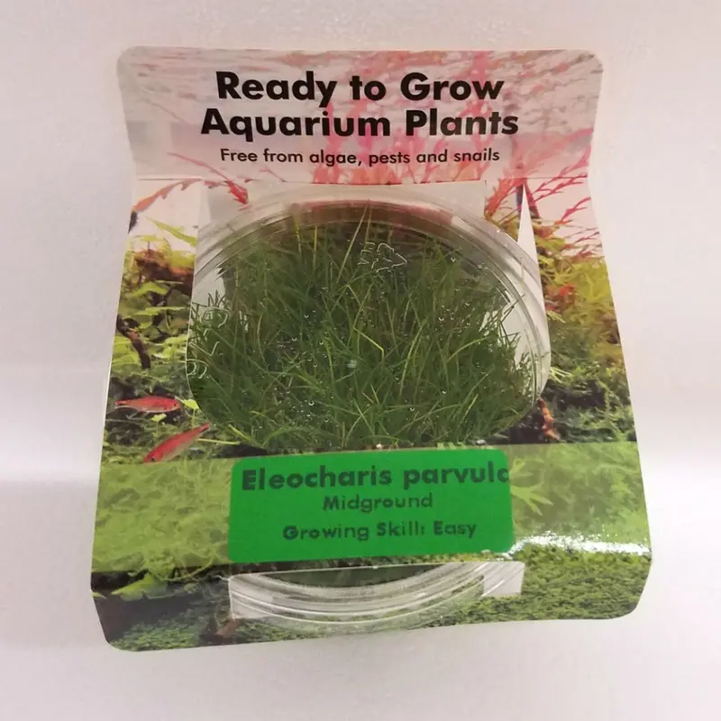 Eleocharis parvula - Tissue Culture