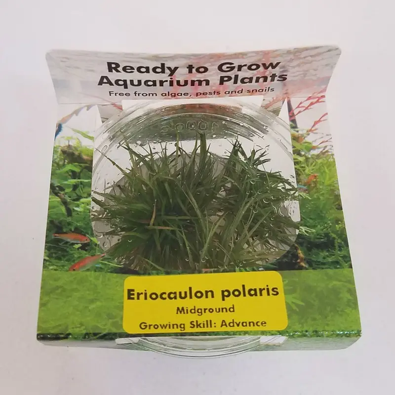 Eriocaulon polaris - Tissue Culture