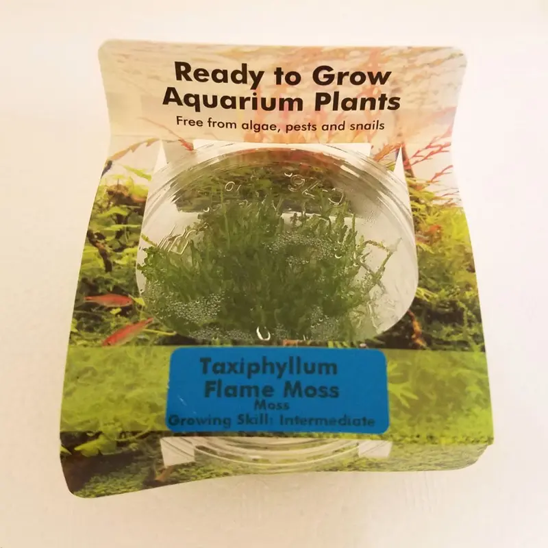 Flame Moss - Taxiphyllum sp. - Tissue Culture